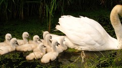 White Birds Animals Swans