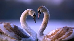 White Birds brown Swans young reflections pair baby birds