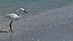 White Birds herons snowy egret egrets