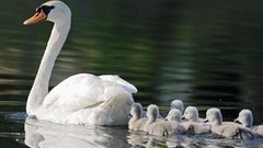 White Birds Swans baby