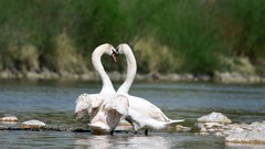 White Birds Swans Hearts