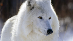White canine Wolves