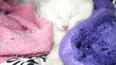 White cats Animals blanket