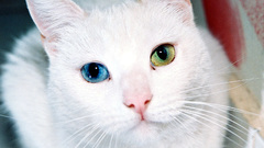 White cats Animals heterochromia