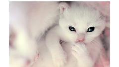 White cats Animals Kittens