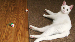 White cats Animals toys