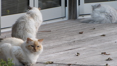 White cats fluffy animal
