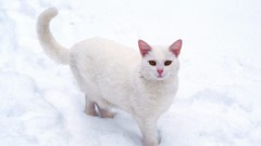 White cats white background white cat