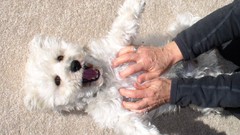 White Dogs Funny animals brown eyes tickling