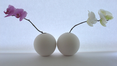 White duo Orchids high