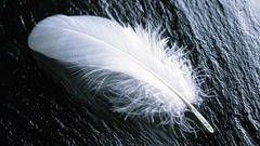 White elk feather failing 1200 1920