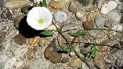 White flower stones rubble