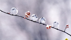 White Flowers Birds Animals