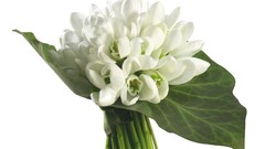 White Flowers bouquet