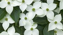 White flowers dogwood Flowers