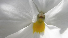 White flowers Flowers macro