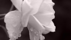 White flowers roses white