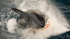 White great Breach high Resolution