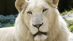 White hybrid feline liger