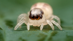White macro spiders jumping