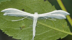 White moth high plume Resolution
