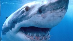 White predator teeth Australia white shark Jaws underwater 