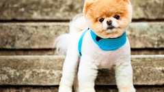 White Puppies Dogs fluffy close-up brown furry harness stairways