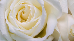 White roses roses white