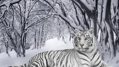 White tiger