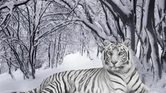 White tiger