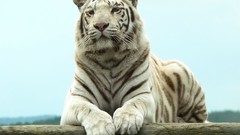 White tiger Bengal