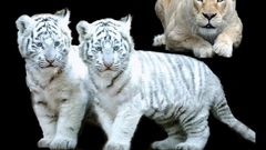 White tiger cub baby