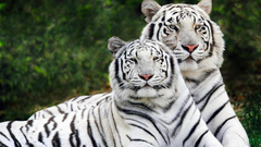 White Tigers Bengal