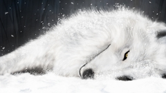 White wolfs rain Wolves