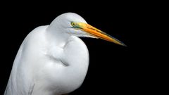Whiteheron