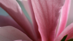 Widescreen accidental sage make