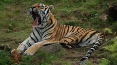 Widescreen Tigers amur