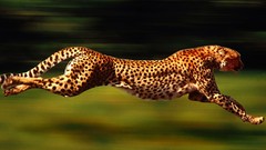 Wild Animals cheetah gepard