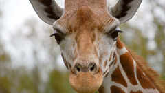 Wild nature zoo Animals