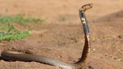 Wild Reptiles snake Animals