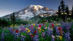 Wildflowers Mountains Landscapes Flowers