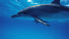 Wildlife Dolphins