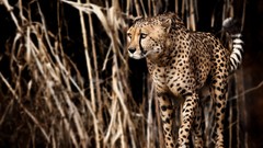 Wildlife gepard