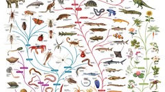 Wildlife infographics Tree Of Life darwin