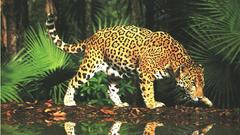 Wildlife jaguars