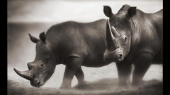 Wildlife rhinoceros Animals