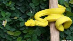 Wildlife snakes Reptiles