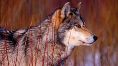 Wildlife Wolves Animals