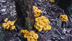 Willow Lake mushrooms nature