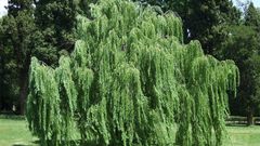 Willow Next ones awesome